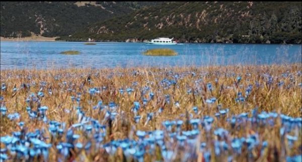 银泰融通 花开四季 “香”约云南｜赴一场高原秋游，邂逅神奇花海