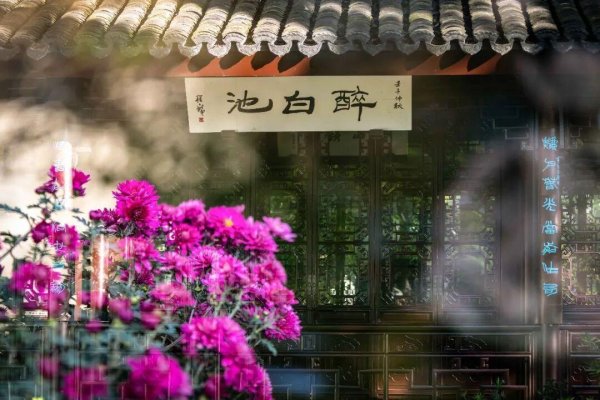 豪资随配 美成壁纸！醉白池菊展进入盛花期